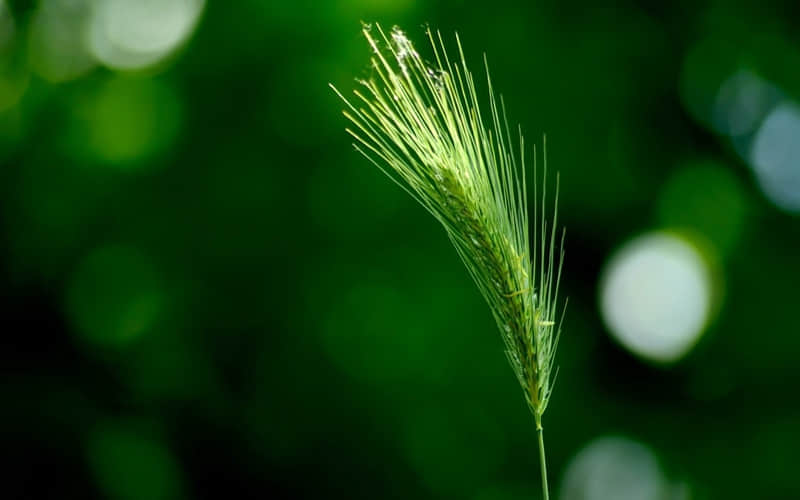 赞美春节的诗歌