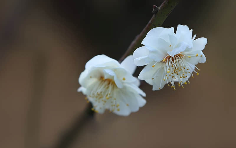 明天5月20日可发给对象的撩人情话
