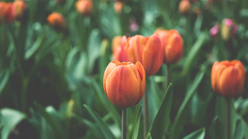 2022芒种节气的朋友圈祝福语 芒种节气发朋友圈的好听说说