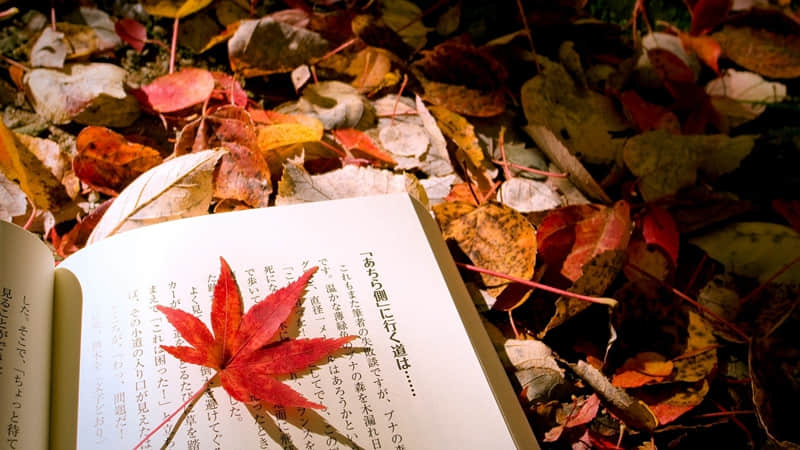 关于草坪名言警句：一花一草皆生命，一枝一叶总关情