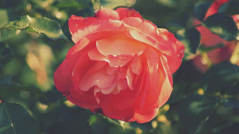 “清明节，请发一条不一样的早安朋友圈”