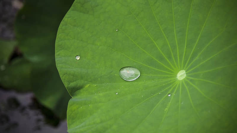 名言警句：科学是老老实实的东西，它要靠许许多多人民的劳动和智慧积累起来