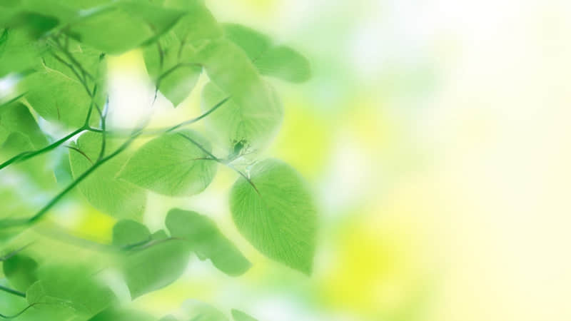 关于目标专一的名言警句：生活的理想，就是为了理想的生活---张闻天