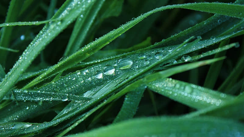 端午节老年人的祝福语怎么说