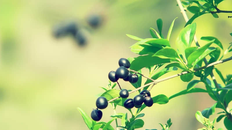 适合夏天的短句说说(精选65句)